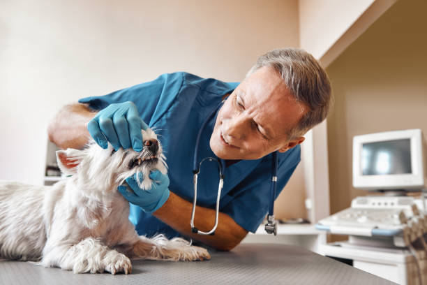 Best Emergency Care for Gum Disease in Columbia, CA